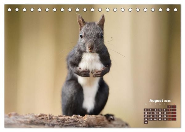 Produktbild: Das Eurasische Eichh&ouml;rnchen - Kunterbuntes Waldtreiben (Tischkalender 2026 DIN A5 quer), CALVENDO Monatskalender