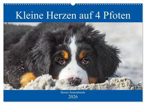 Kleine Herzen auf 4 Pfoten - Berner Sennenhunde (Wandkalender 2026 DIN A2 quer), CALVENDO Monatskalender
