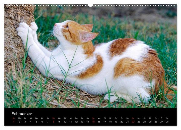 Produktbild: Katzen (hochwertiger Premium Wandkalender 2026 DIN A2 quer), Kunstdruck in Hochglanz