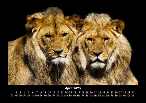 Produktbild: Tiere in der Wildnis 2025 Fotokalender DIN A3