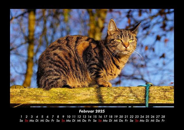 Produktbild: F&uuml;r Katzenfreunde 2025 Fotokalender DIN A3