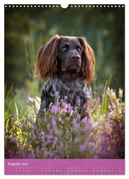 Produktbild: Deutsch Langhaar Butz - Jagdhund mit Passion und Herzblut (Wandkalender 2026 DIN A3 hoch), CALVENDO Monatskalender