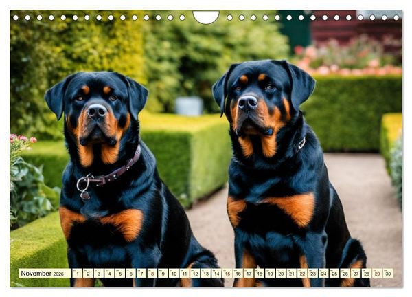 Produktbild: Molosser - Gigantischer Kuschelfaktor (Wandkalender 2026 DIN A4 quer), CALVENDO Monatskalender