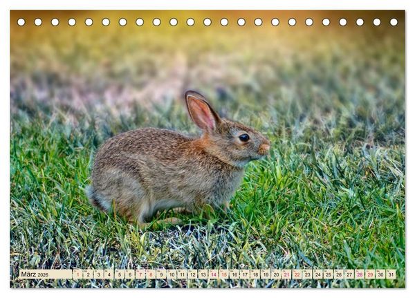Produktbild: Feldhasen und Kaninchen (Tischkalender 2026 DIN A5 quer), CALVENDO Monatskalender