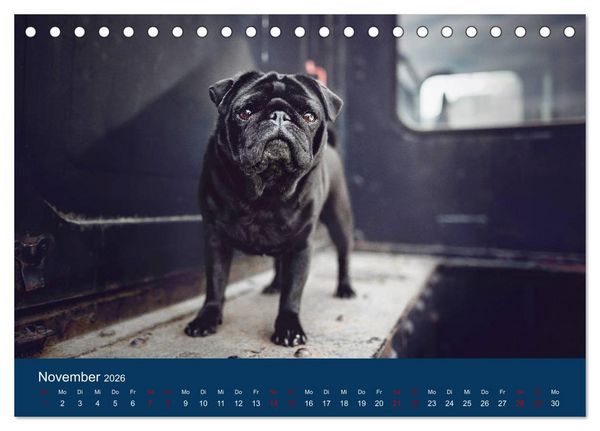 Produktbild: Diesel - ein mopsiges Leben (Tischkalender 2026 DIN A5 quer), CALVENDO Monatskalender
