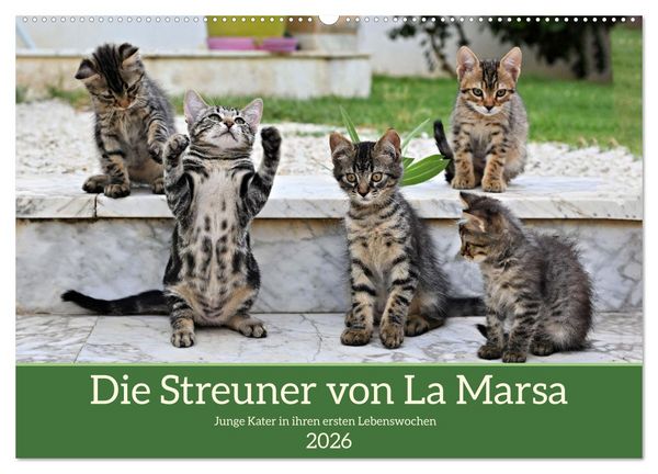 Produktbild: Die Streuner von La Marsa (Wandkalender 2026 DIN A2 quer), CALVENDO Monatskalender