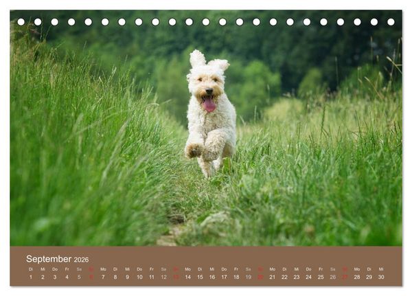 Produktbild: Pudel (Tischkalender 2026 DIN A5 quer), CALVENDO Monatskalender