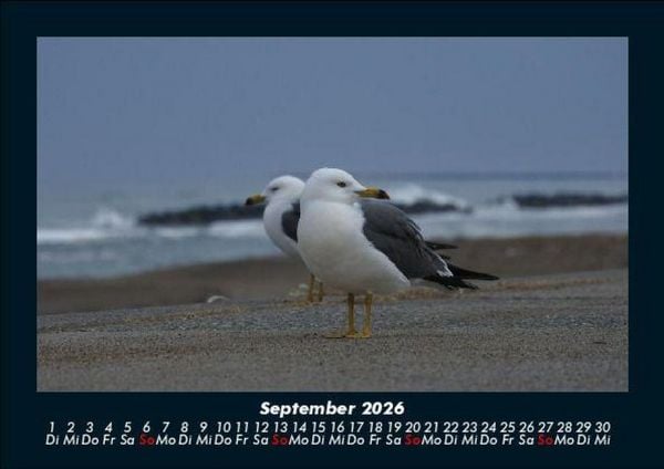 Produktbild: M&ouml;wen 2026 Fotokalender DIN A5