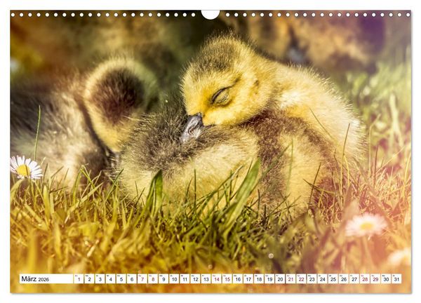 Produktbild: Flauschige Momente! Enten- und G&auml;nsek&uuml;ken im Jahreslauf (Wandkalender 2026 DIN A3 quer), CALVENDO Monatskalender