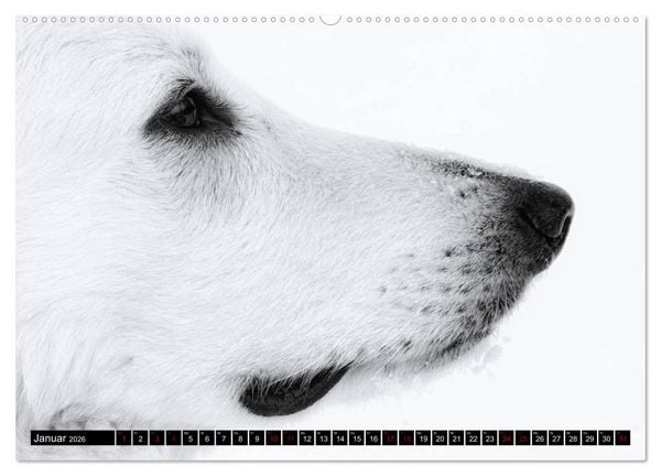 Produktbild: Wei&szlig;e Sch&auml;ferhunde in sch&ouml;nen Landschaften (Wandkalender 2026 DIN A2 quer), CALVENDO Monatskalender