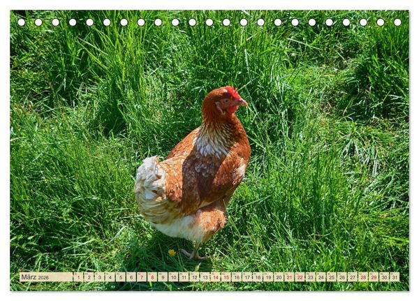 Produktbild: Charmante H&uuml;hner (Tischkalender 2026 DIN A5 quer), CALVENDO Monatskalender