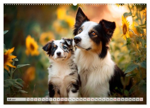 Produktbild: Border Collie - Magische Augenblicke (hochwertiger Premium Wandkalender 2027 DIN A2 quer), Kunstdruck in Hochglanz