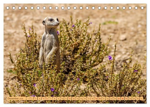 Produktbild: Afrikas Tierwelt - Erdm&auml;nnchen (Tischkalender 2026 DIN A5 quer), CALVENDO Monatskalender