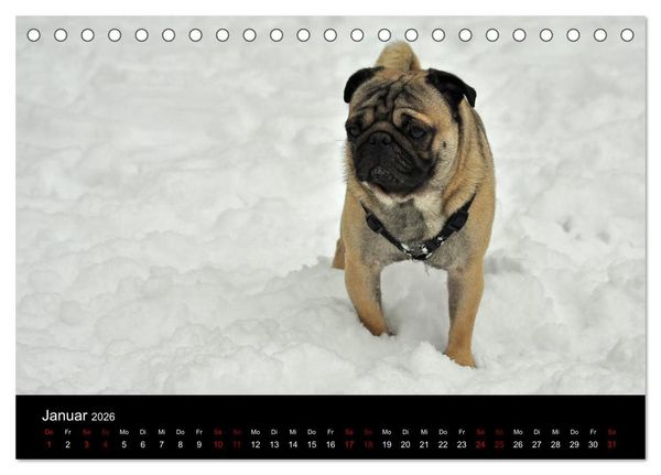 Produktbild: Alles Mops-Kalender 2026 (Tischkalender 2026 DIN A5 quer), CALVENDO Monatskalender