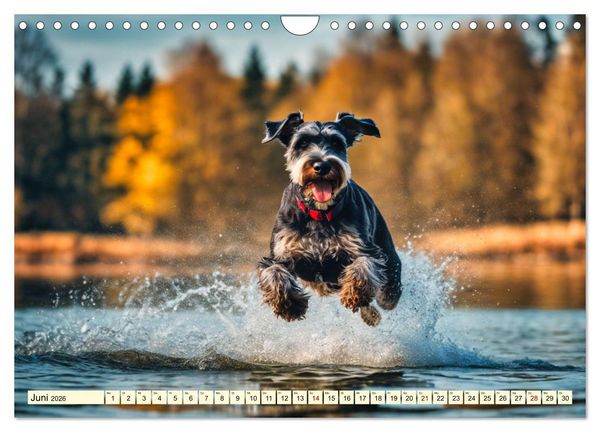 Produktbild: Schnauzer - vielseitige Allrounder (Wandkalender 2026 DIN A4 quer), CALVENDO Monatskalender