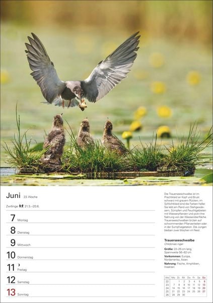 Produktbild: Heimische Tiere Wochenplaner 2027 - 53 faszinierende Fotografien