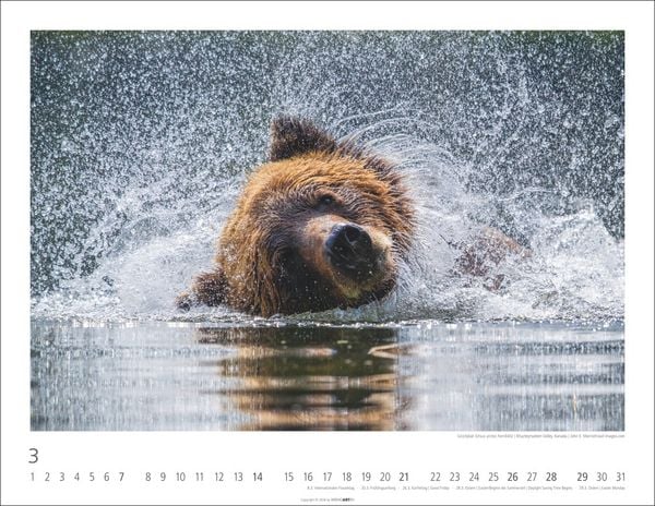 Produktbild: B&auml;ren Kalender 2027