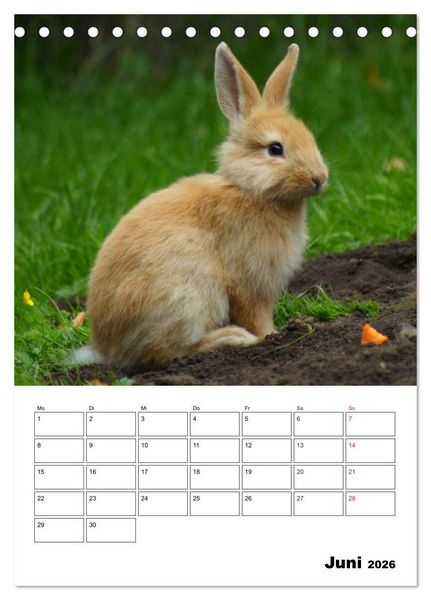 Produktbild: Kaninchen Terminplaner (Tischkalender 2026 DIN A5 hoch), CALVENDO Monatskalender