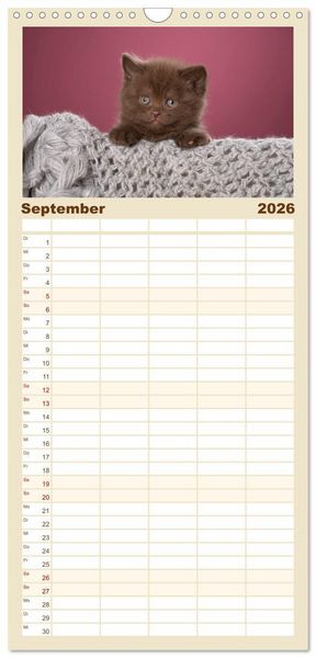 Produktbild: Familienplaner 2026 - Die Britisch Kurzhaar Katze mit 5 Spalten (Wandkalender, 21 x 45 cm) CALVENDO
