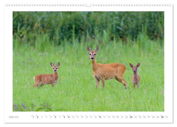 Produktbild: Un an avec des chevreuils (Calendrier mural haut de gamme 2027 DIN A2 vertical), CALVENDO calendrier mensuel