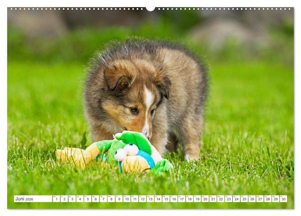 Produktbild: Sheltie - Ein St&uuml;ck vom Gl&uuml;ck (Wandkalender 2026 DIN A2 quer), CALVENDO Monatskalender