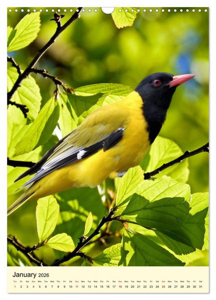 Produktbild: Shy forest birds (Wall Calendar 2026 DIN A3 portrait), CALVENDO 12 Month Wall Calendar