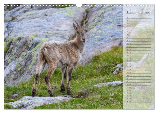 Produktbild: Bergk&ouml;nige - Steinb&ouml;cke im Blickpunkt der Naturforografie (Wandkalender 2026 DIN A3 quer), CALVENDO Monatskalender