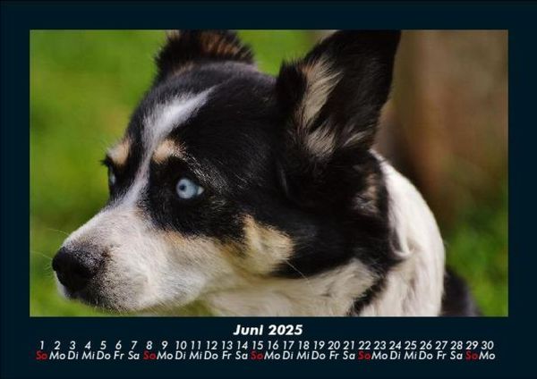 Produktbild: Hundezauber 2025 Fotokalender DIN A5