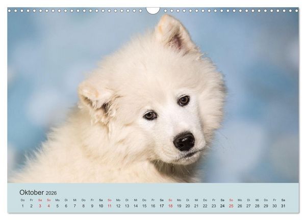 Produktbild: Samojeden - Liebenswerte Fellkugeln (Wandkalender 2026 DIN A3 quer), CALVENDO Monatskalender