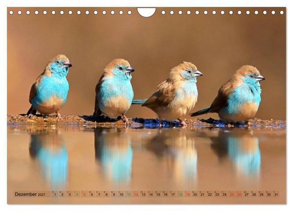 Produktbild: V&ouml;gel in Afrika - Magie der Farben (Wandkalender 2027 DIN A4 quer), CALVENDO Monatskalender