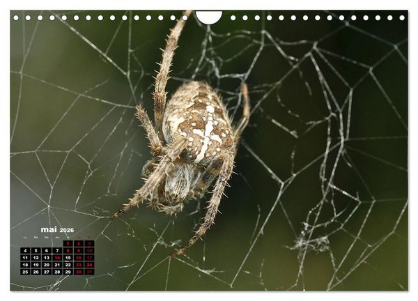 Produktbild: Araign&eacute;es et insectes (Calendrier mural 2026 DIN A4 vertical), CALVENDO calendrier mensuel