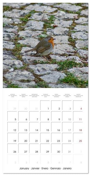 Produktbild: WILD GARDEN ANIMALS (Wall Calendar 2026 12 &times; 12 Inch) CALVENDO 12 Month Wall Calendar