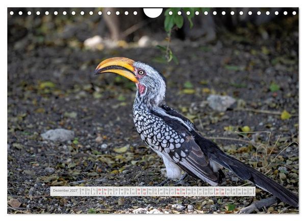 Produktbild: Namibia &ndash; Farben des Lebens (Wandkalender 2027 DIN A4 quer), CALVENDO Monatskalender