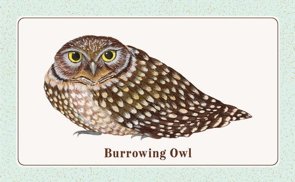 Produktbild: The Beginner Birder's Deck