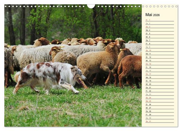 Produktbild: Border Collie 2026 (Wandkalender 2026 DIN A3 quer), CALVENDO Monatskalender