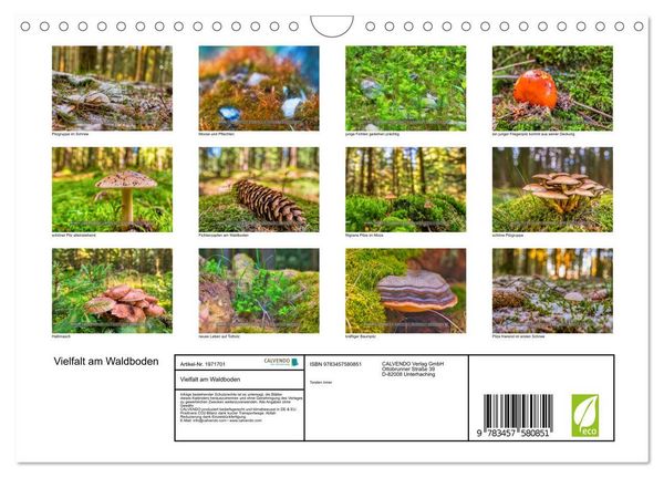 Produktbild: Vielfalt am Waldboden (Wandkalender 2026 DIN A4 quer), CALVENDO Monatskalender