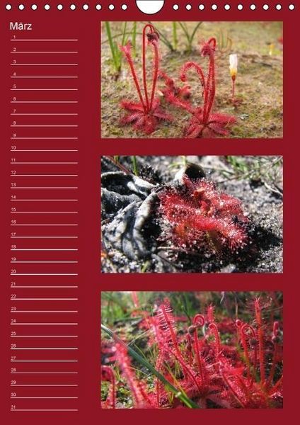 Produktbild: Zauberwelt der Blumen - Eiskristalle & Wasserperlen / Geburtstagskalender (Wandkalender immerw&auml;hrend DIN A4 hoch)