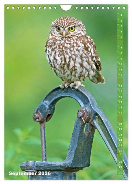 Produktbild: Eulen: In die Augen geschaut (Wandkalender 2026 DIN A4 hoch), CALVENDO Monatskalender