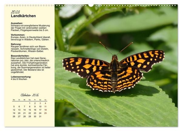 Produktbild: Insekt des Jahres (hochwertiger Premium Wandkalender 2026 DIN A2 quer), Kunstdruck in Hochglanz