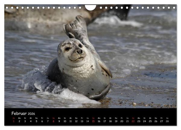 Produktbild: Kegelrobben und Seehunde (Wandkalender 2026 DIN A4 quer), CALVENDO Monatskalender