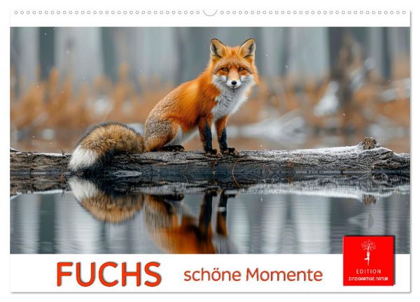 Produktbild: Fuchs - sch&ouml;ne Momente (Wandkalender 2026 DIN A2 quer), CALVENDO Monatskalender