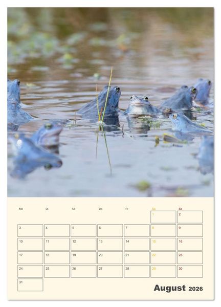 Produktbild: Moorfrosch Geheimnisse &ndash; Farben, Flirts & Froschkonzerte - Tanja Riedel (Wandkalender 2026 DIN A4 hoch), CALVENDO Monatskalender