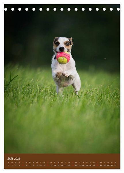 Produktbild: Jack Russell Terrier (Tischkalender 2026 DIN A5 hoch), CALVENDO Monatskalender