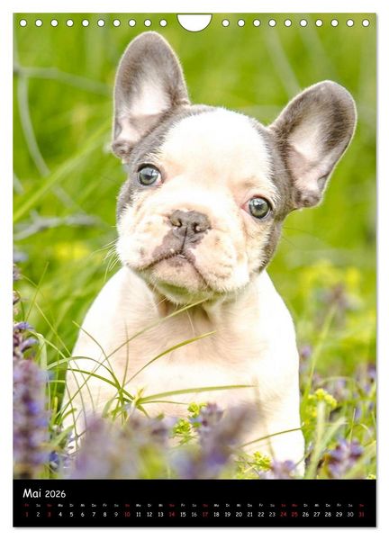 Produktbild: Franz&ouml;sische Bulldoggen - Eine Bully Liebeserk&auml;rung (Wandkalender 2026 DIN A4 hoch), CALVENDO Monatskalender