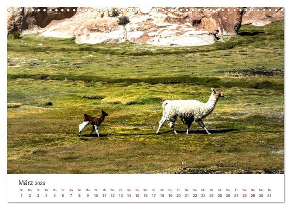 Produktbild: Lamas und Alpakas - Die weichen Neuweltkamele. (Wandkalender 2026 DIN A3 quer), CALVENDO Monatskalender
