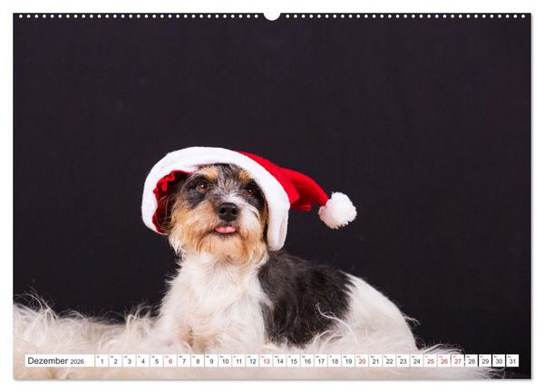 Produktbild: Jack Russell - Klein, aber oho! (Wandkalender 2026 DIN A2 quer), CALVENDO Monatskalender