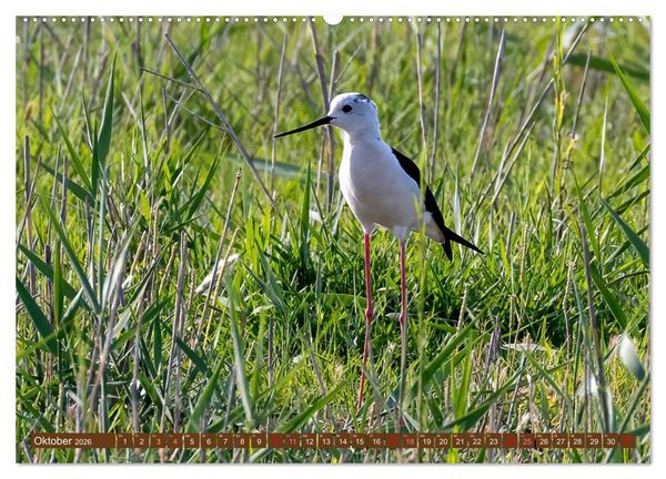 Produktbild: Die Vogelwelt der Camargue (hochwertiger Premium Wandkalender 2026 DIN A2 quer), Kunstdruck in Hochglanz