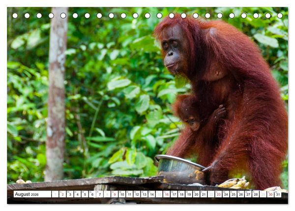Produktbild: Orang Utans von Borneo Tierkalender 2026 (Tischkalender 2026 DIN A5 quer), CALVENDO Monatskalender