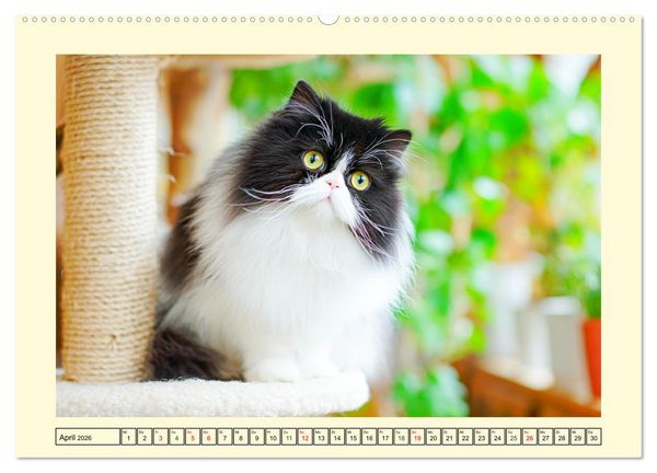 Produktbild: Edle Perserkatzen. Leises Schnurren in Haus und Garten (hochwertiger Premium Wandkalender 2026 DIN A2 quer), Kunstdruck in Hochglanz