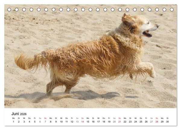 Produktbild: Golden Retriever Power (Tischkalender 2026 DIN A5 quer), CALVENDO Monatskalender